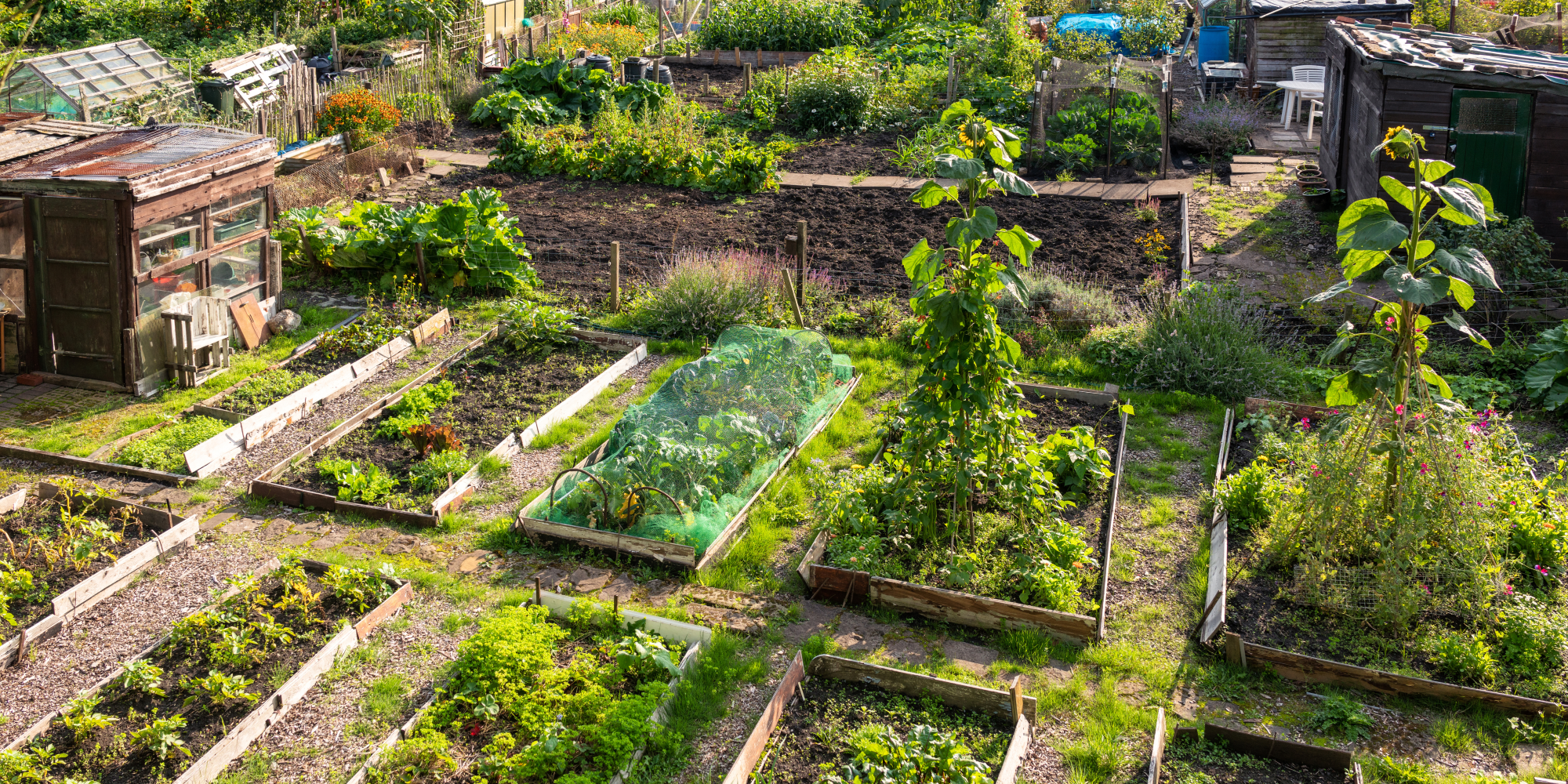 Coltishall Allotment Association - Coltishall Parish Council
